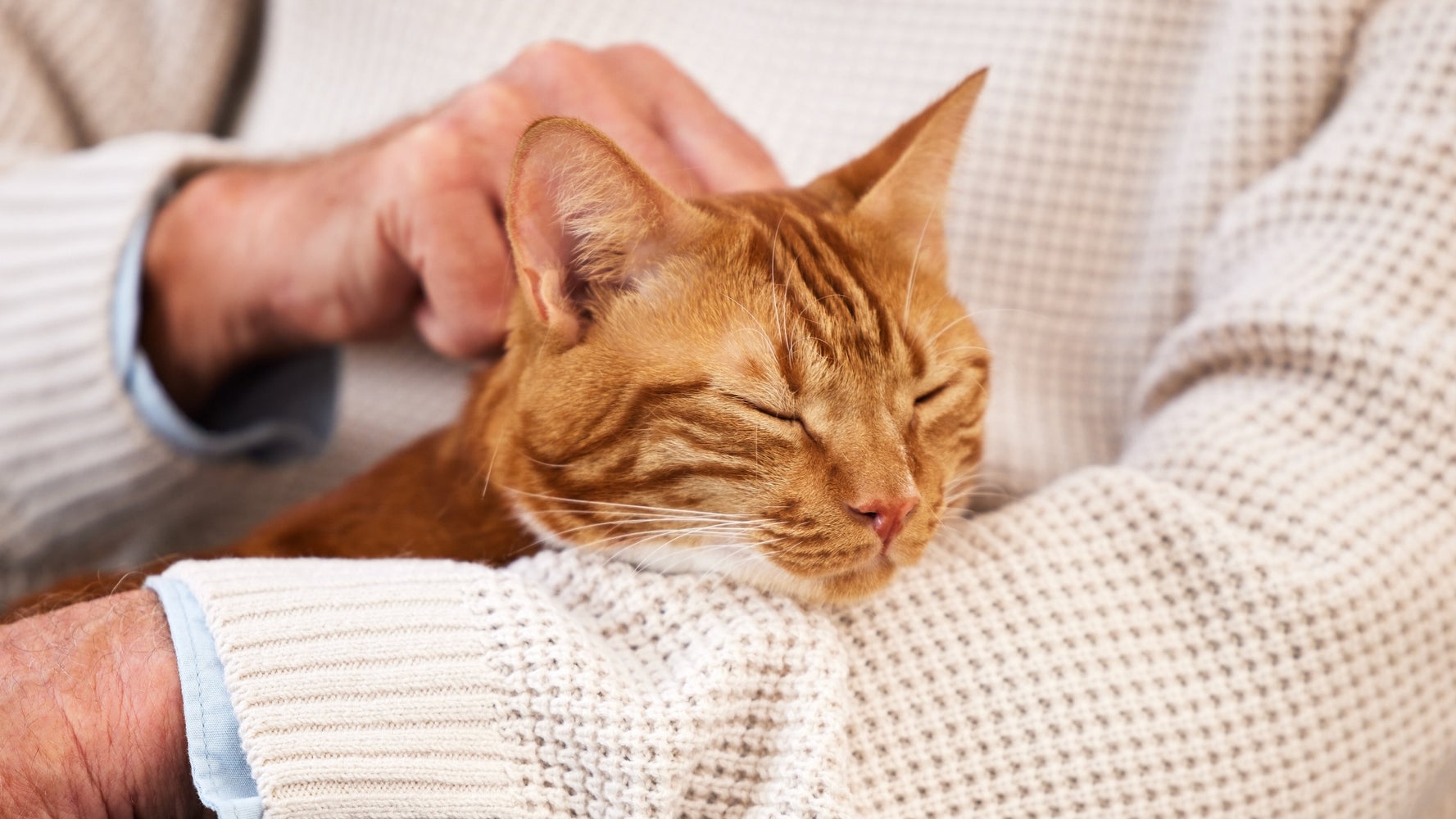 Did A Study Find Your Cat Hated Having You Home During Lockdown? Not Quite.