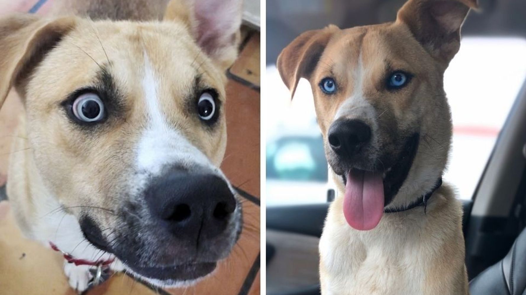 ‘Hellion’ Foster Dog Gets Hilarious Adoption Site Filled With F-Bombs