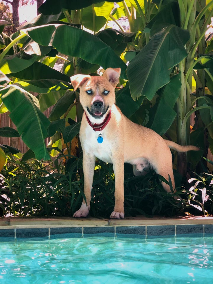 “He doesn’t enjoy swimming yet,” says Clauder. “But I've acclimated him to water and he now enjoys his kiddie pool/hose/water