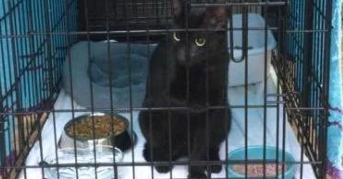 行方不明の黒ネコ、フロリダのマンション崩落事故から2週間後に発見【画像集・動画】