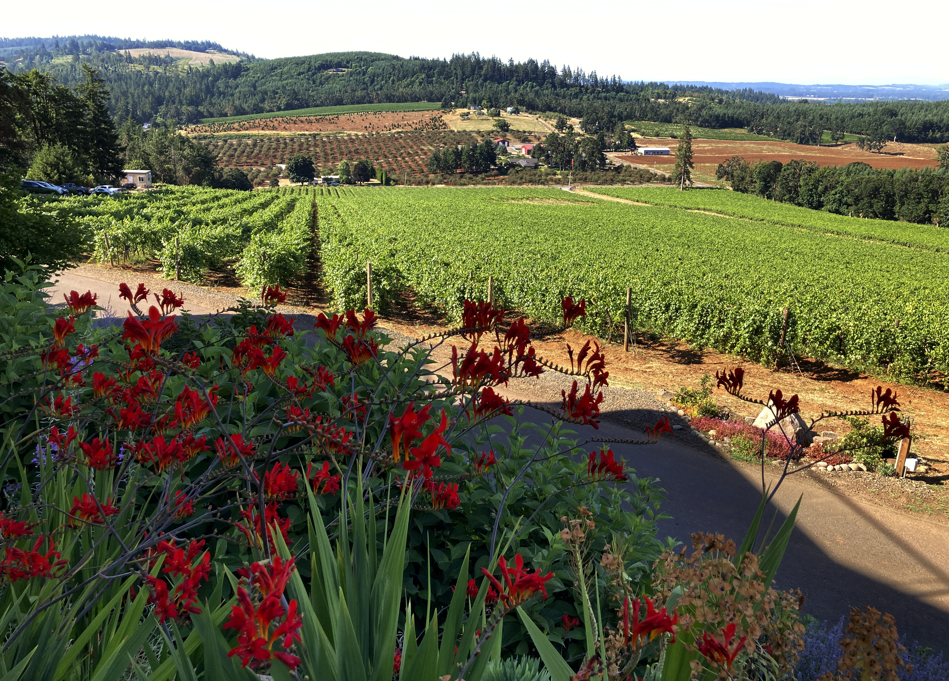 A view of Willamette Valley Vineyards in Turner, Oregon and its rows of pinot noir on Friday, July 9, 2021. (AP Photo/Andrew 
