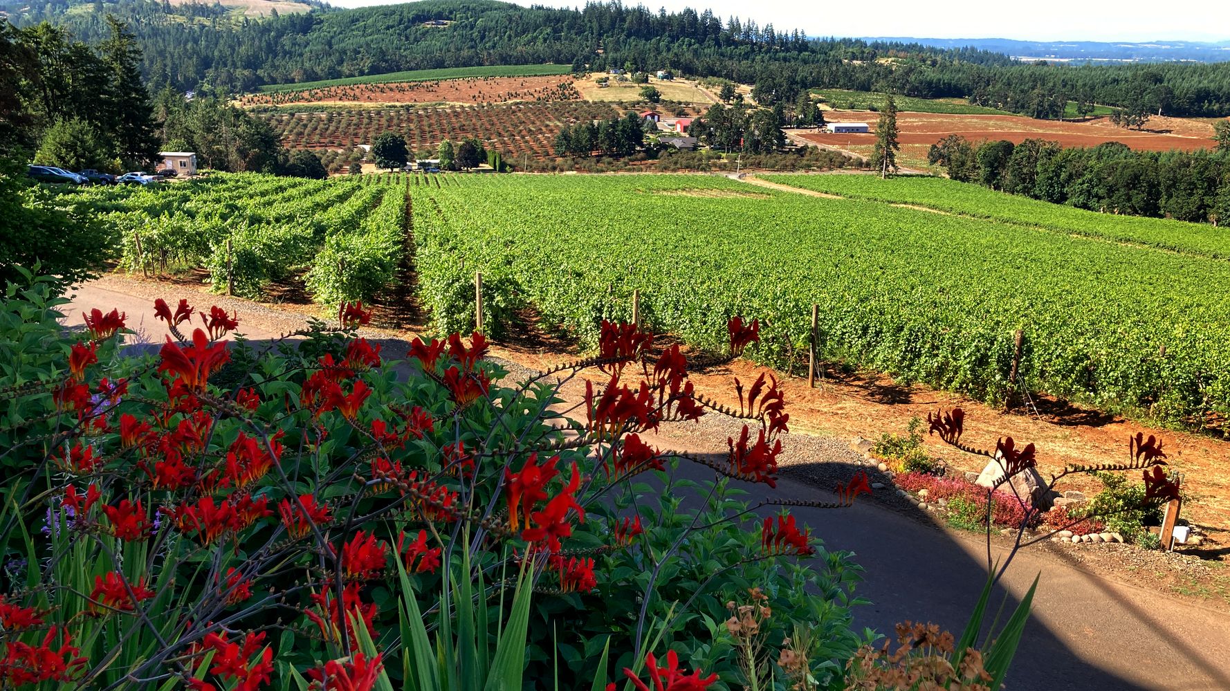 Smoke And Extreme Heat Threaten West Coast Vineyards