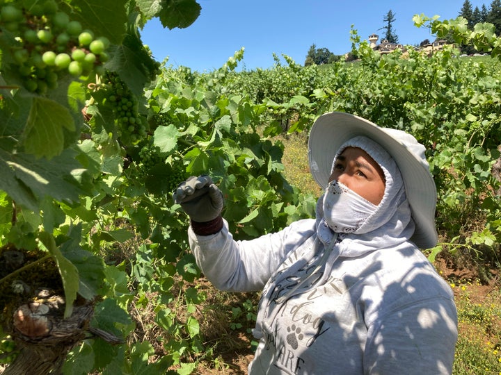 Alejandra Morales Buscio, of Salem, Oregon, reaches up to pull the leaf canopy over pinot noir grapes on Thursday, July 8, 2021, to shade the fruit from the sun, at Willamette Valley Vineyards in Turner, Oregon. (AP Photo/Andrew Selsky)