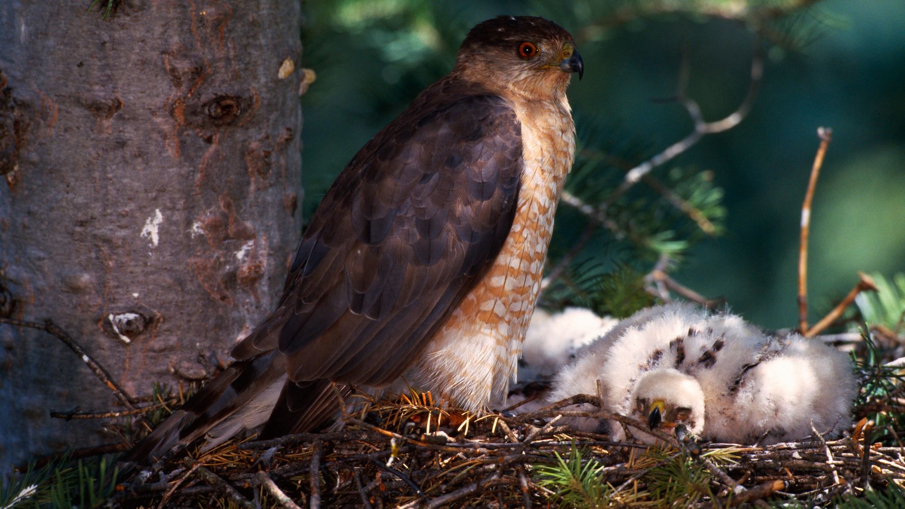 Pacific Northwest Heat Wave Made Baby Hawks Hurl Themselves Out Of Nests