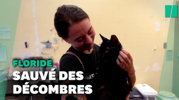 Chats