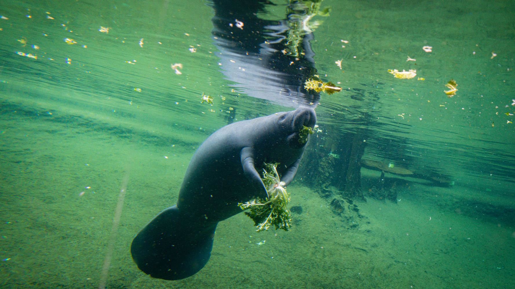 Florida Breaks Annual Manatee Death Record In First 6 Months