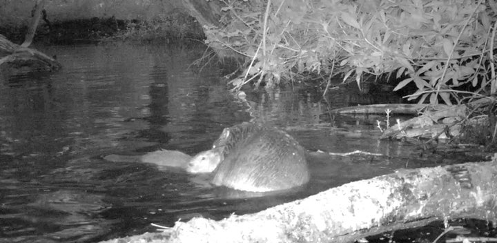 Camera footage has captured shots of the first baby beaver to be born on Exmoor for 400 years.