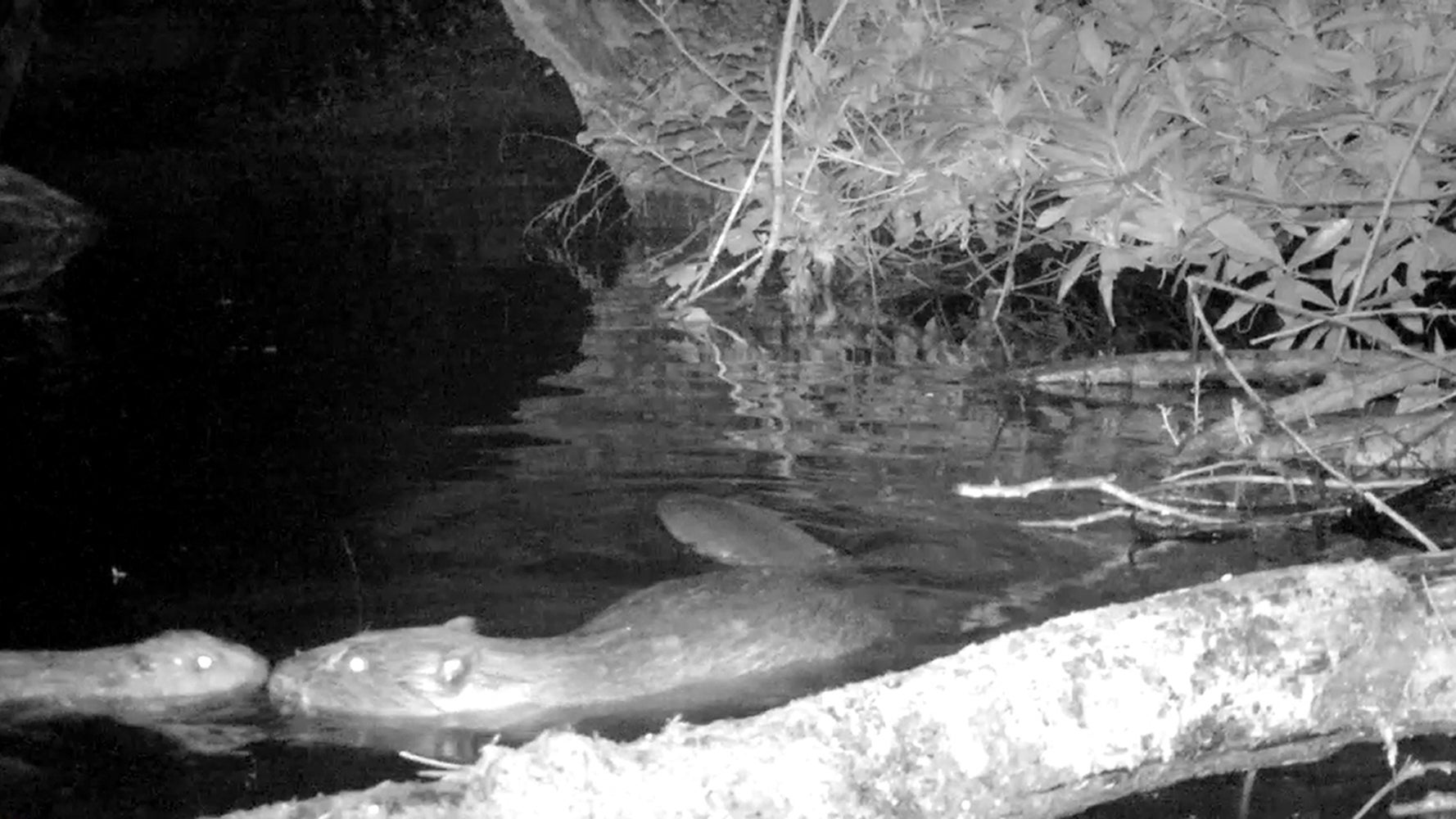 This Baby Beaver Spotted On Exmoor Is Sure To Cheer Your Day - Vimarsana News