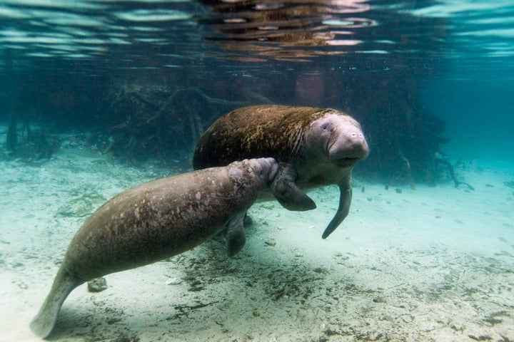 A manatee calf nurses from its mother inside of the Three Sisters Springs in Crystal River, Florida January 15, 2015.