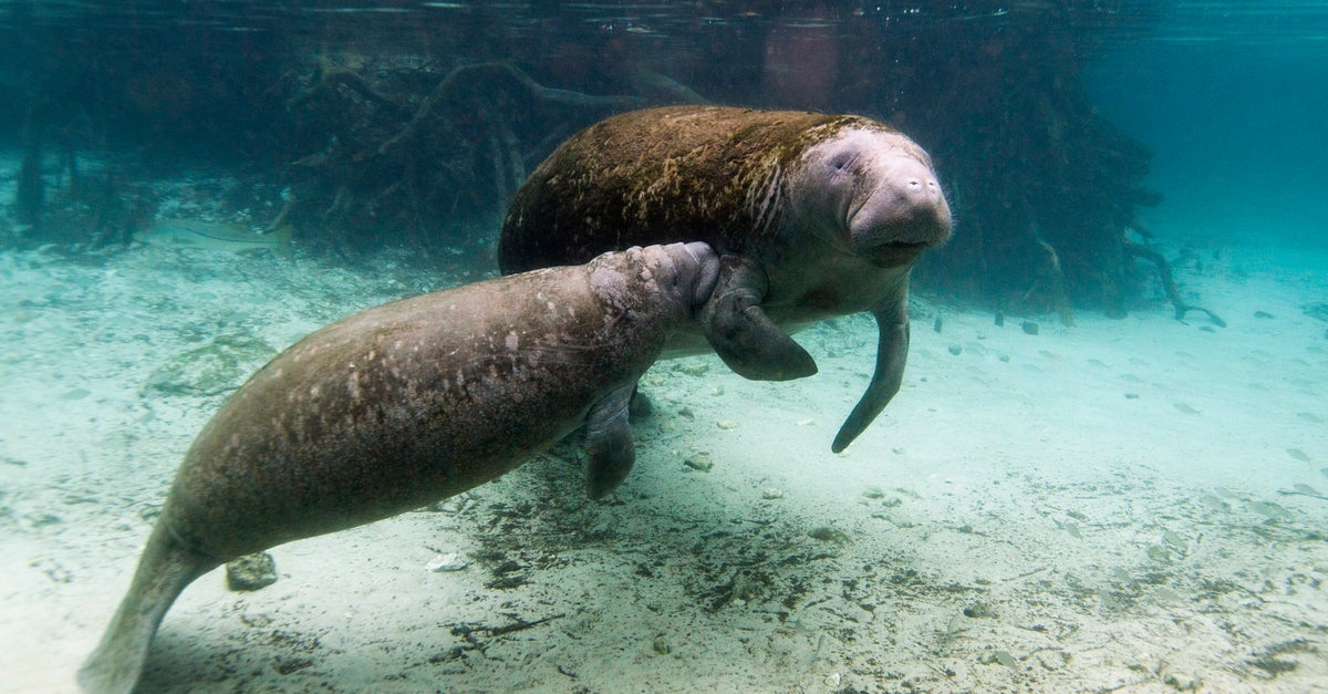 Ламантины вымерли или нет. Ламантины русалки. Ламантины вымерли или нет. Африканский ламантин. Ламантин морская корова.