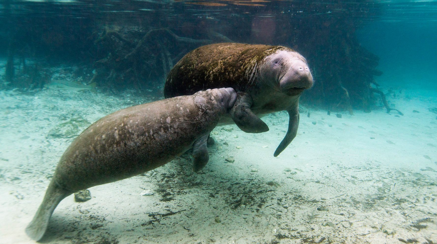 Florida Manatee Deaths Shatter Yearly Record With 6 Months To Go