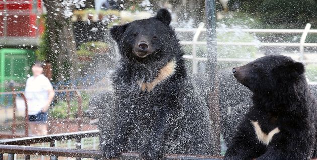 자료사진. 태풍의 영향이 자나가고 다시 더위가 찾아온 16일 세종시 베어트리파크에서 반달가슴곰들이 시원한 물줄기를 맞으며 더위를 식히고 있다.