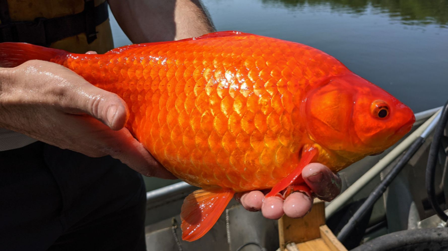 See The Dumped Goldfish Growing To The Size Of Footballs In Minnesota's Waterways