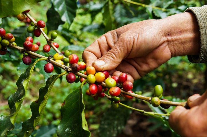 Coffee cherries, seen here, contain two seeds, which we refer to as coffee beans.