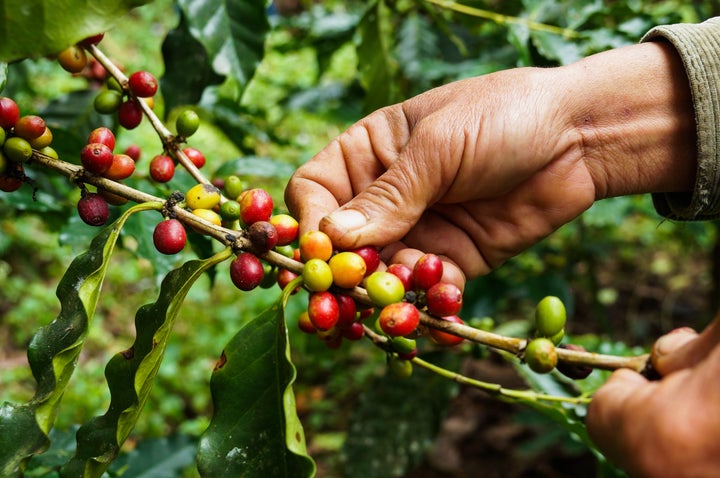 Coffee cherries, seen here, contain two seeds, which we refer to as coffee beans.&nbsp;