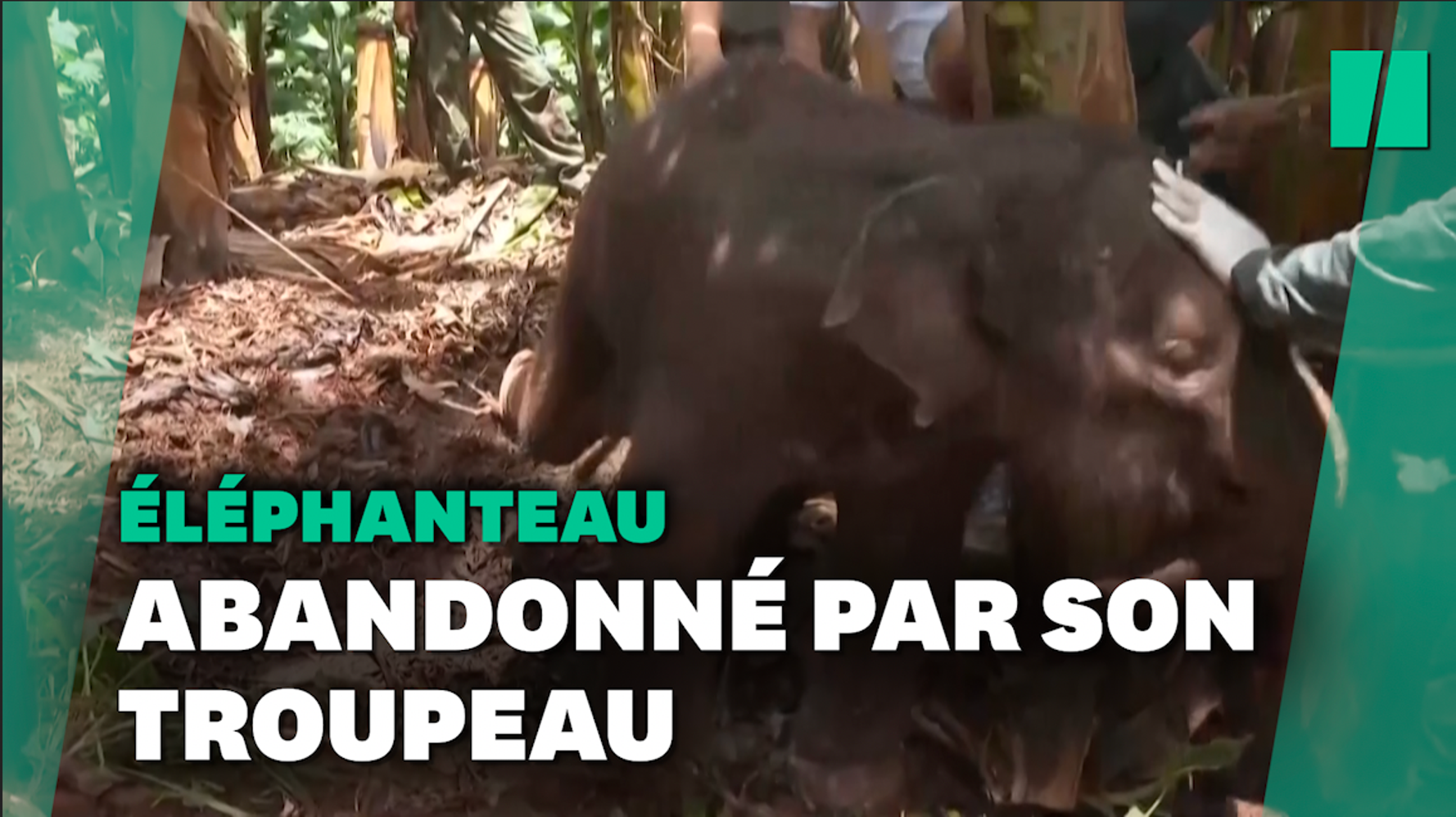 Comment L Elephanteau Blesse Membre Du Troupeau Migrateur Chinois A Ete Sauve Le Huffpost