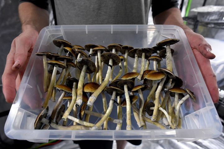 Harvested Mazatec psilocybin mushrooms on May 19, 2019, in Denver.