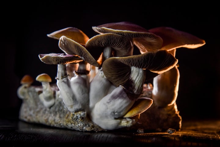 Psilocybe cubensis mushrooms growing in Washington, D.C., on Feb. 5, 2020. 