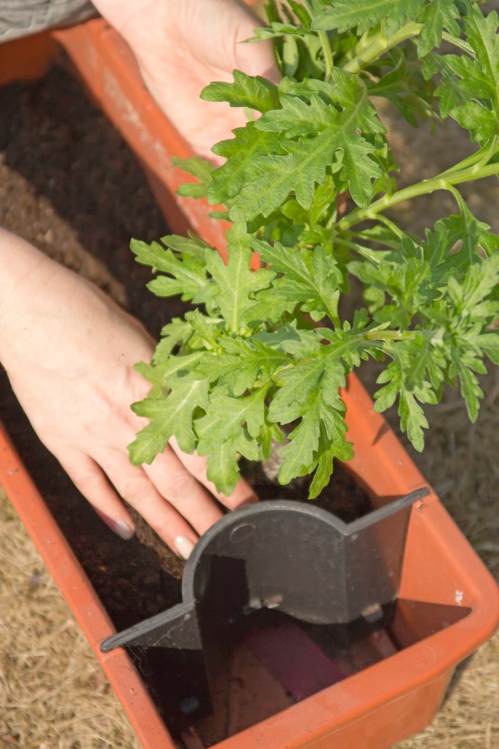 Transplante de planta a una maceta de autorriego.