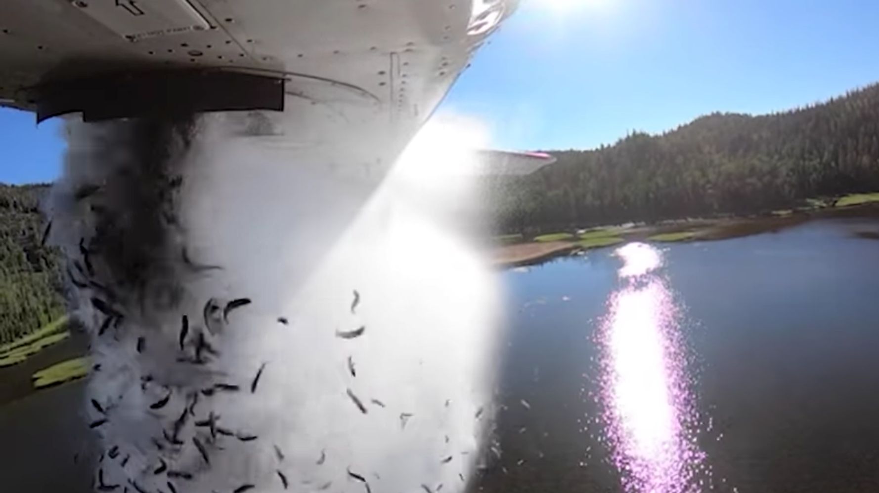 Thousands Of Fish Burst From Plane And Plummet Into Lake In Mesmerizing Video