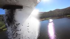 

    Thousands Of Fish Burst From Plane And Plummet Into Lake In Mesmerizing Video


