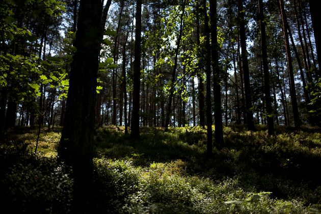 Une forêt près de Zabiezki, en Pologne, le 11 juin