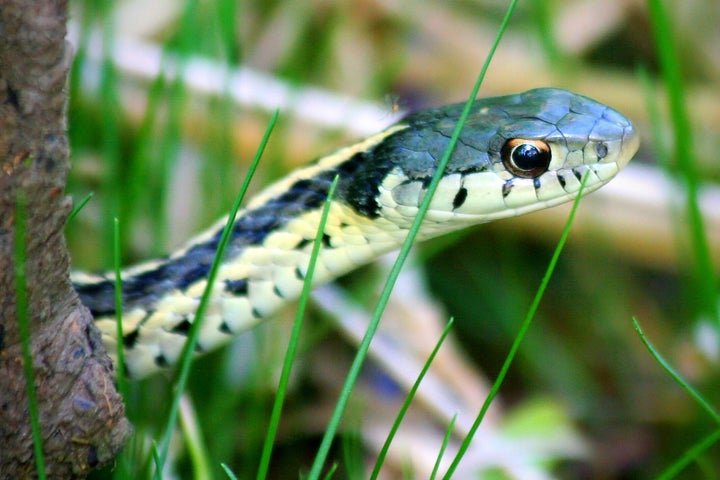 An eastern garter snake.