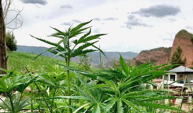 Races locales de cannabis dans la province du Qinghai, en Chine