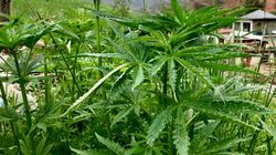 Le cannabis, une des premières plantes cultivées par