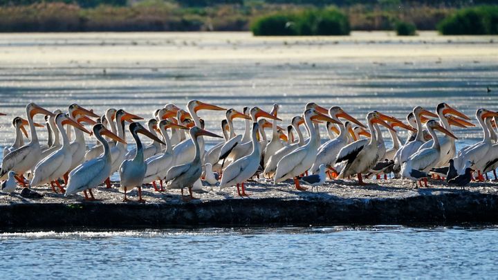 Pelicans gather on an island on Farmington Bay near the Great Salt Lake on June 29, 2021, in Farmington, Utah.