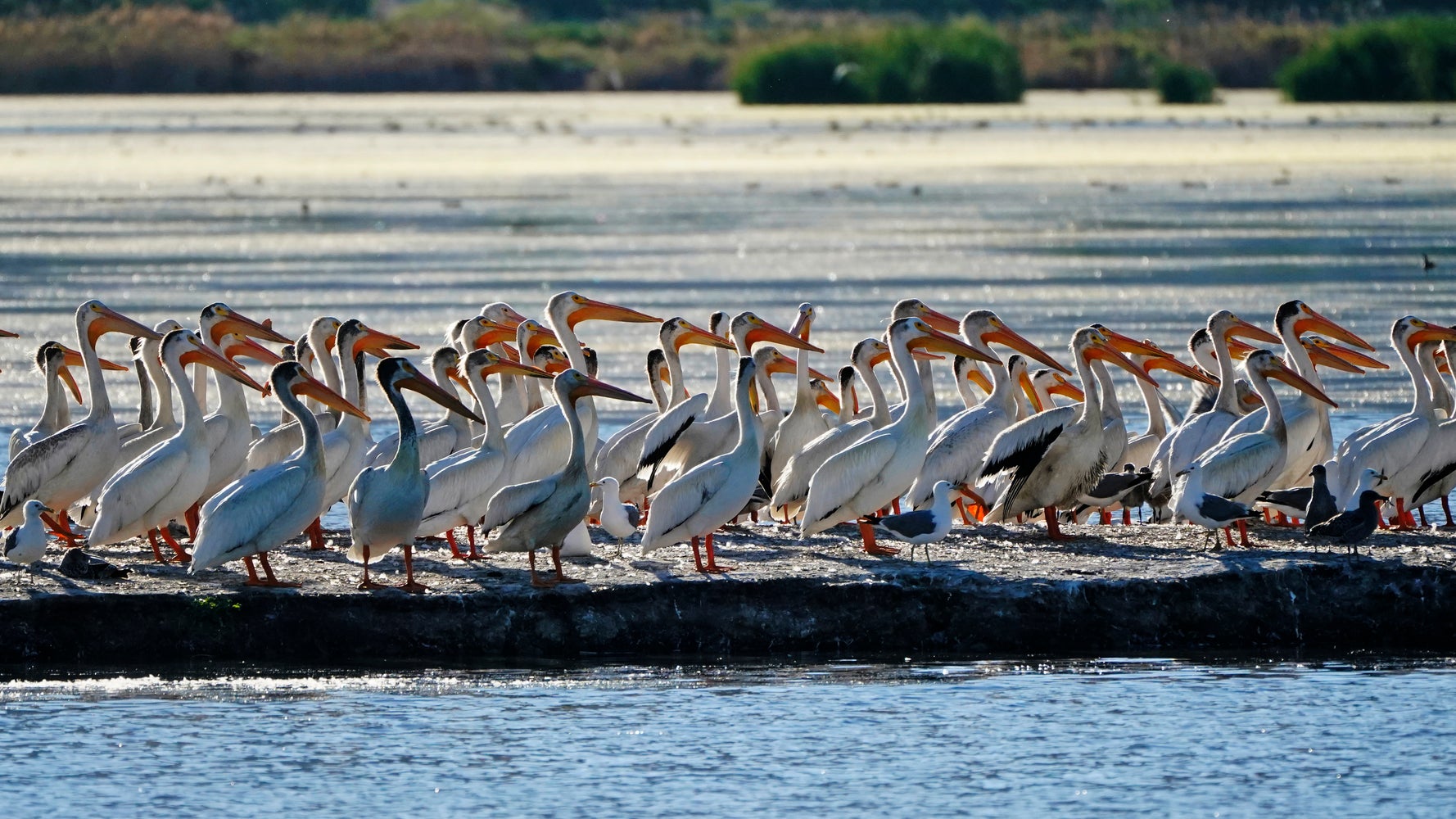 Scientists Fear For Birds As Utah's Great Salt Lake Nears Record Low Levels