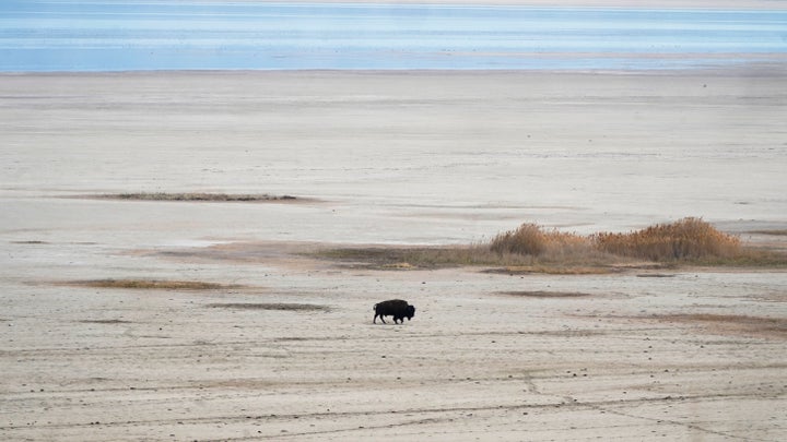 A bison walks along the receding edge of the Great Salt Lake on his way to a watering hole on April 30, 2021, at Antelope Island, Utah.