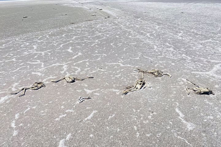 2021年7月14日に撮影されたトゥズ湖。大量のフラミンゴの死体が確認されている