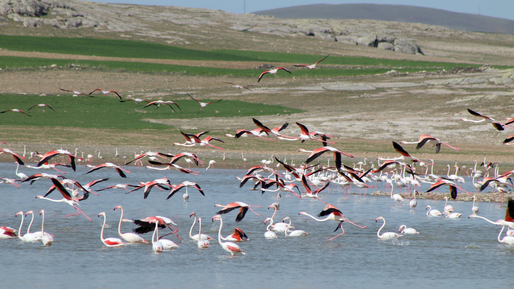 フラミンゴがトルコの湖で大量死 干上がった湖に残る無残な姿 ハフポスト World フラミンゴがトルコの湖で大量死 干上がった湖に残る無残な姿 ハフポスト World