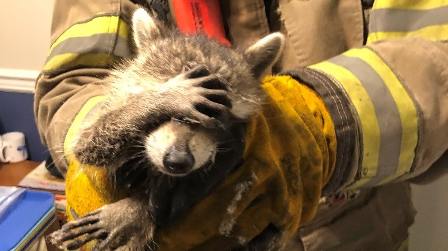 捕まって恥ずかしかった あちゃー とばかりに顔を覆うアライグマが人気者に ハフポスト