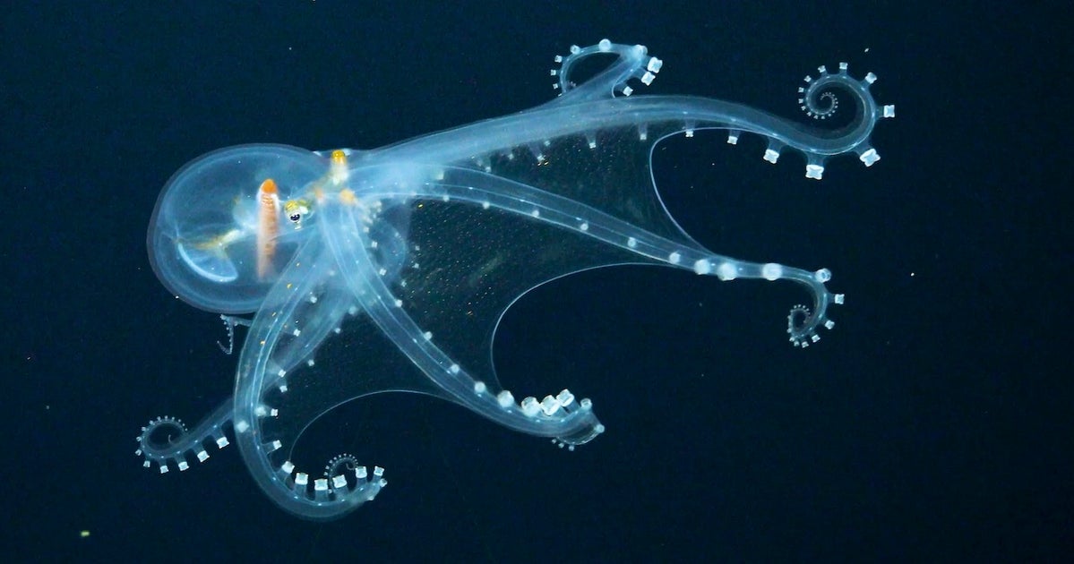 限りなく透明に近いタコ 貴重な遊泳シーンの撮影に成功 動画 画像集 ハフポスト World 限りなく透明に近いタコ 貴重な遊泳シーンの撮影に成功 動画 画像集 ハフポスト World