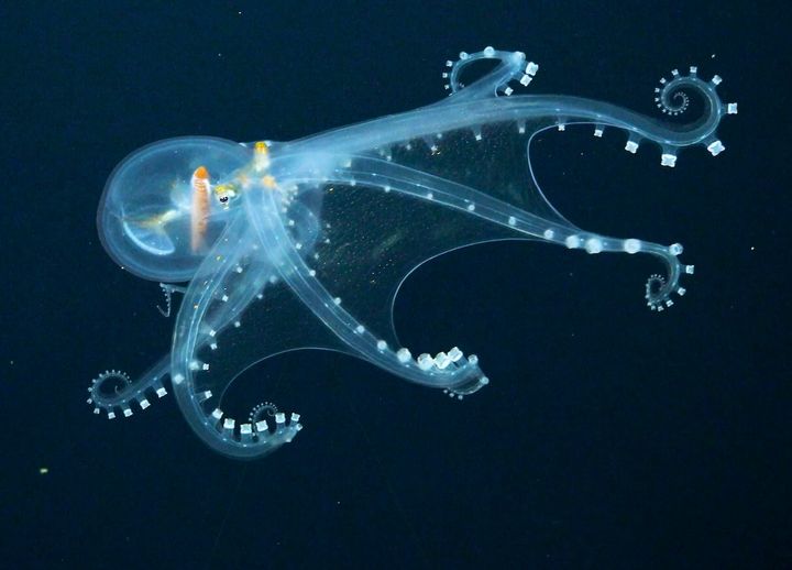 シュミット海洋研究所が撮影した「限りなく透明に近いタコ」