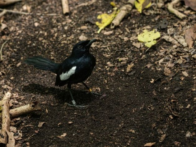 Les Seychelles abritent près de 400 pies chanteuses