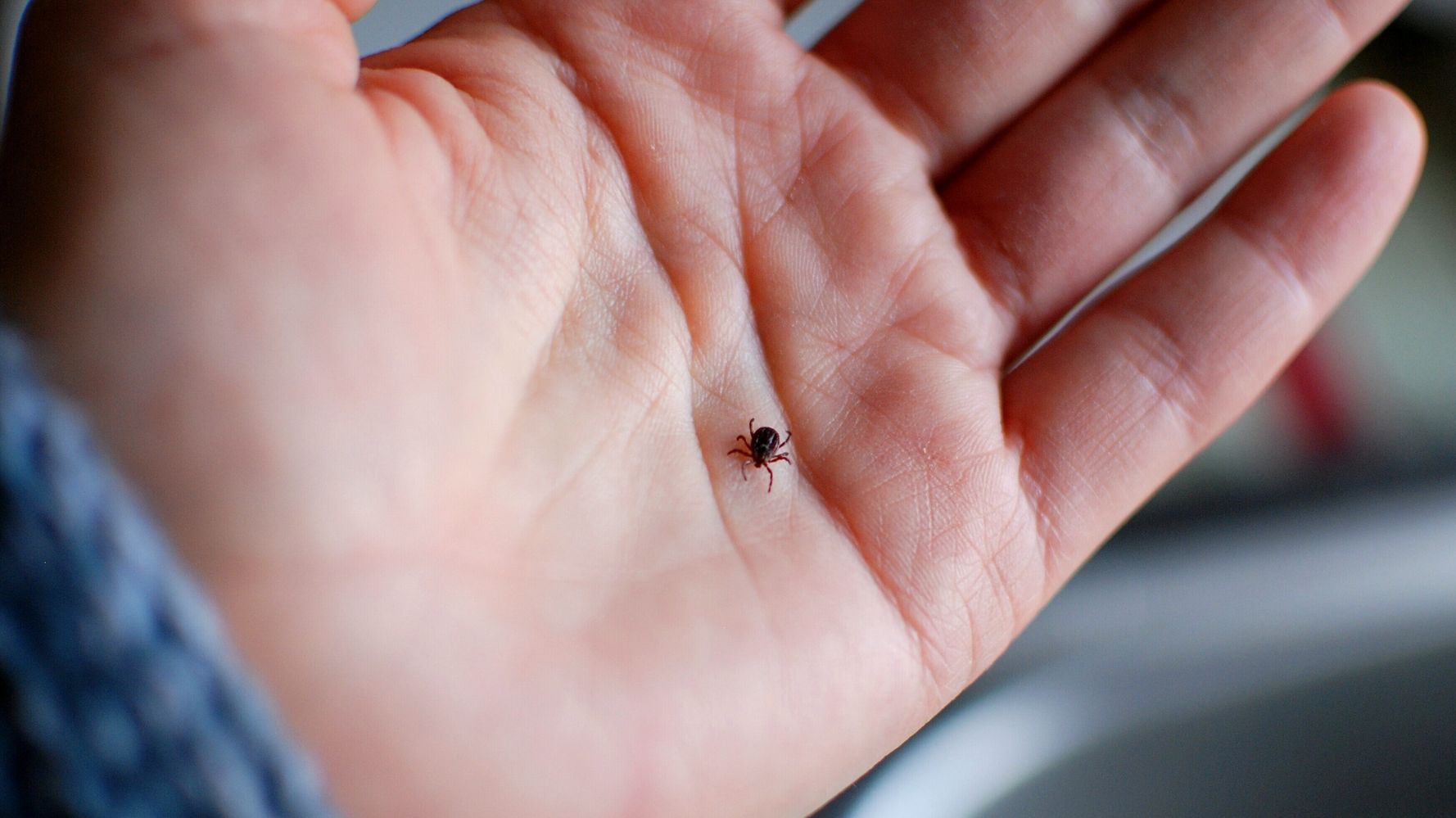 What You Need To Know About Ticks, From Preventing Them To Treating Bites