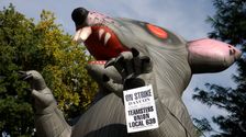 

    Scabby The Rat, Union Protest Icon, Survives Legal Challenge From Trump Appointee

