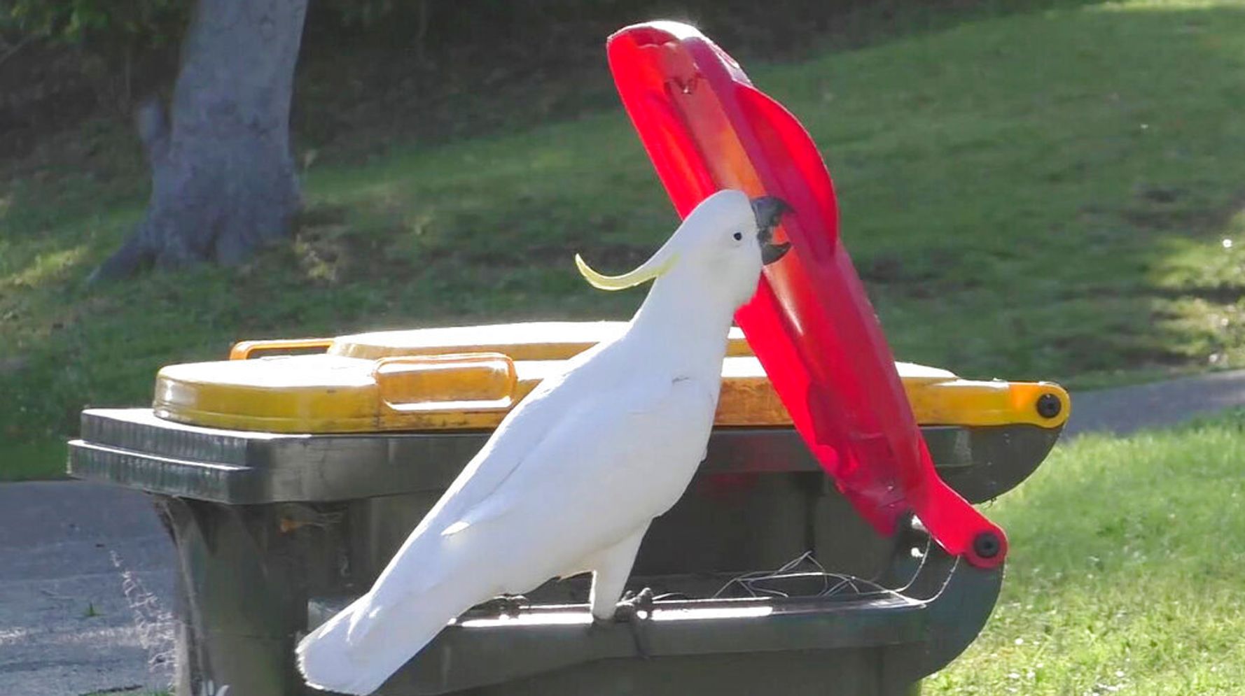 Bin There, Done That: Scientists Learn How Cockatoos Learn To Lift Trash Lids