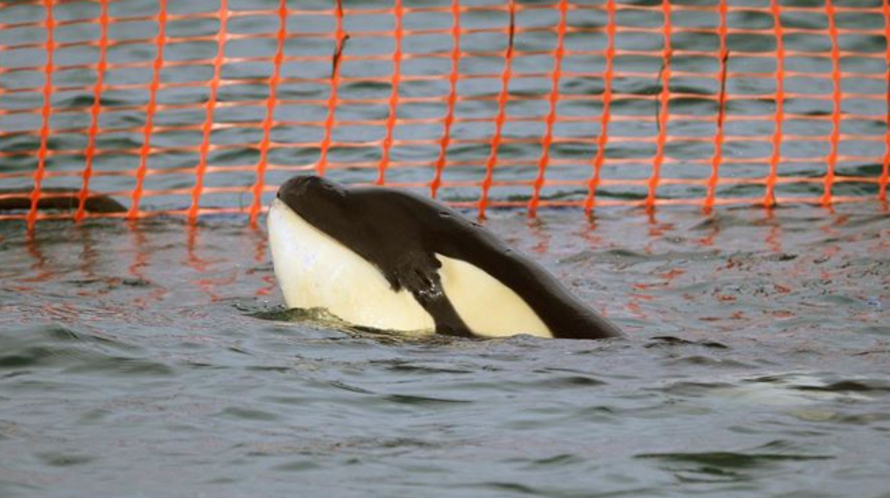 Stranded Baby Orca In New Zealand Sparks Nationwide Search For His Pod