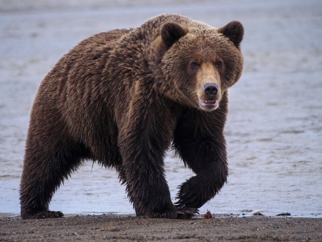 En Alaska Un Homme Attaque Par Un Ours Pendant Une Semaine Le Huffpost En Alaska Un Homme Attaque Par Un Ours Pendant Une Semaine Le Huffpost