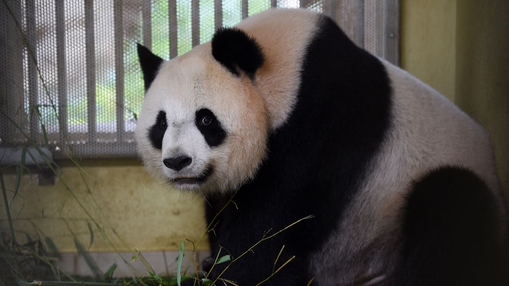Huan Huan, le panda du ZooParc de Beauval, attend des jumeaux