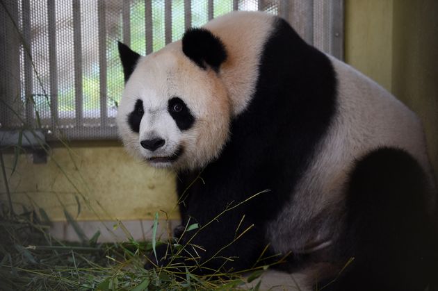 Huan Huan, le panda femelle du zoo de Beauval n'attend en fait pas un, mais deux petits. Une excellente...