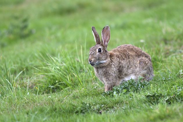 À Paris, dans le VIIe arrondissement, une colonie de lapins de garenne s'est installée sur les pelouses des Invalides. Alors qu'ils voyaient régulièrement leur population régulée par les militaires travaillant sur place, la justice a suspendu cette pratique, en attendant une décision judiciaire sur le fond.