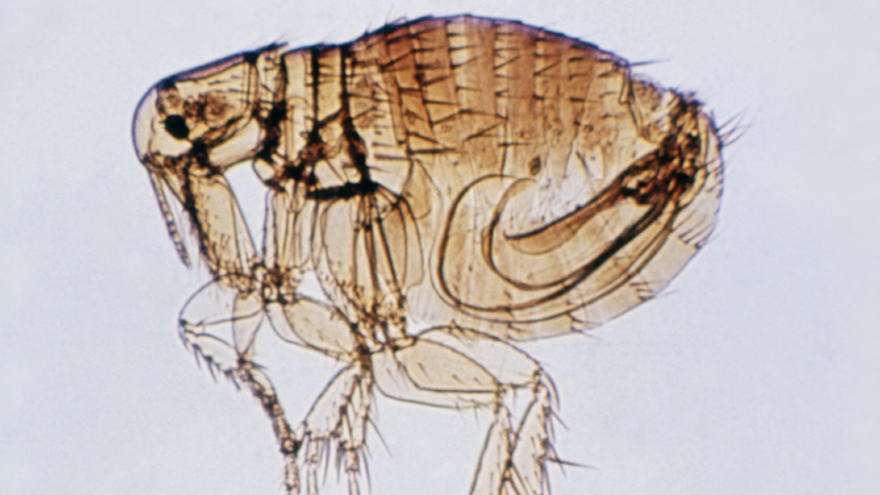 Plague Found In 6 Colorado Counties After Girl's Death