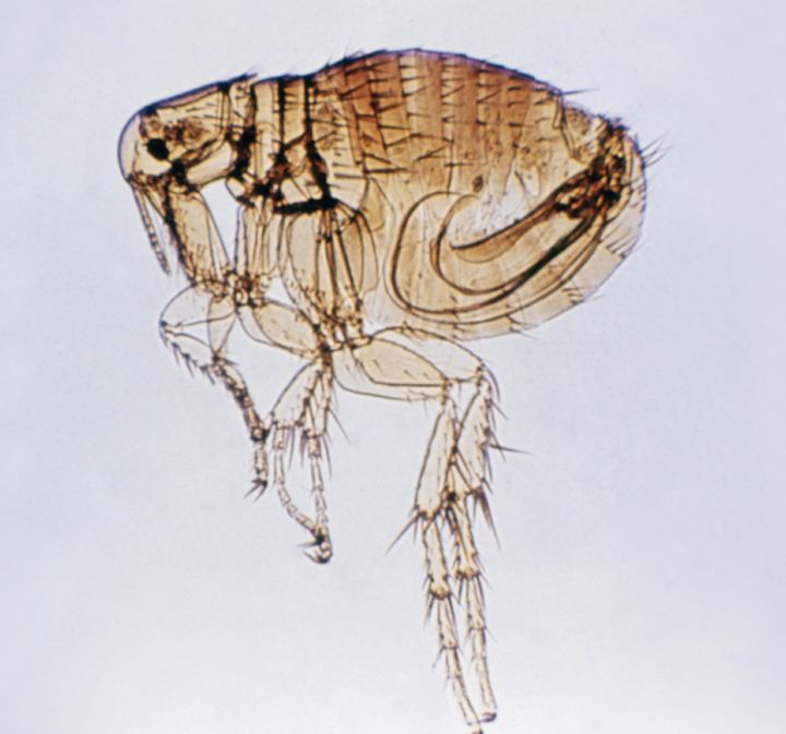 Plague can be transmitted to humans from direct contact with infected animals or if a person is bitten by an infected flea.