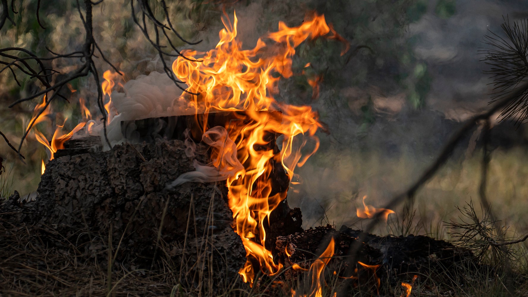 Oregon Gov. Warns Of 'Harsh Reality' Amid Mammoth Bootleg Fire