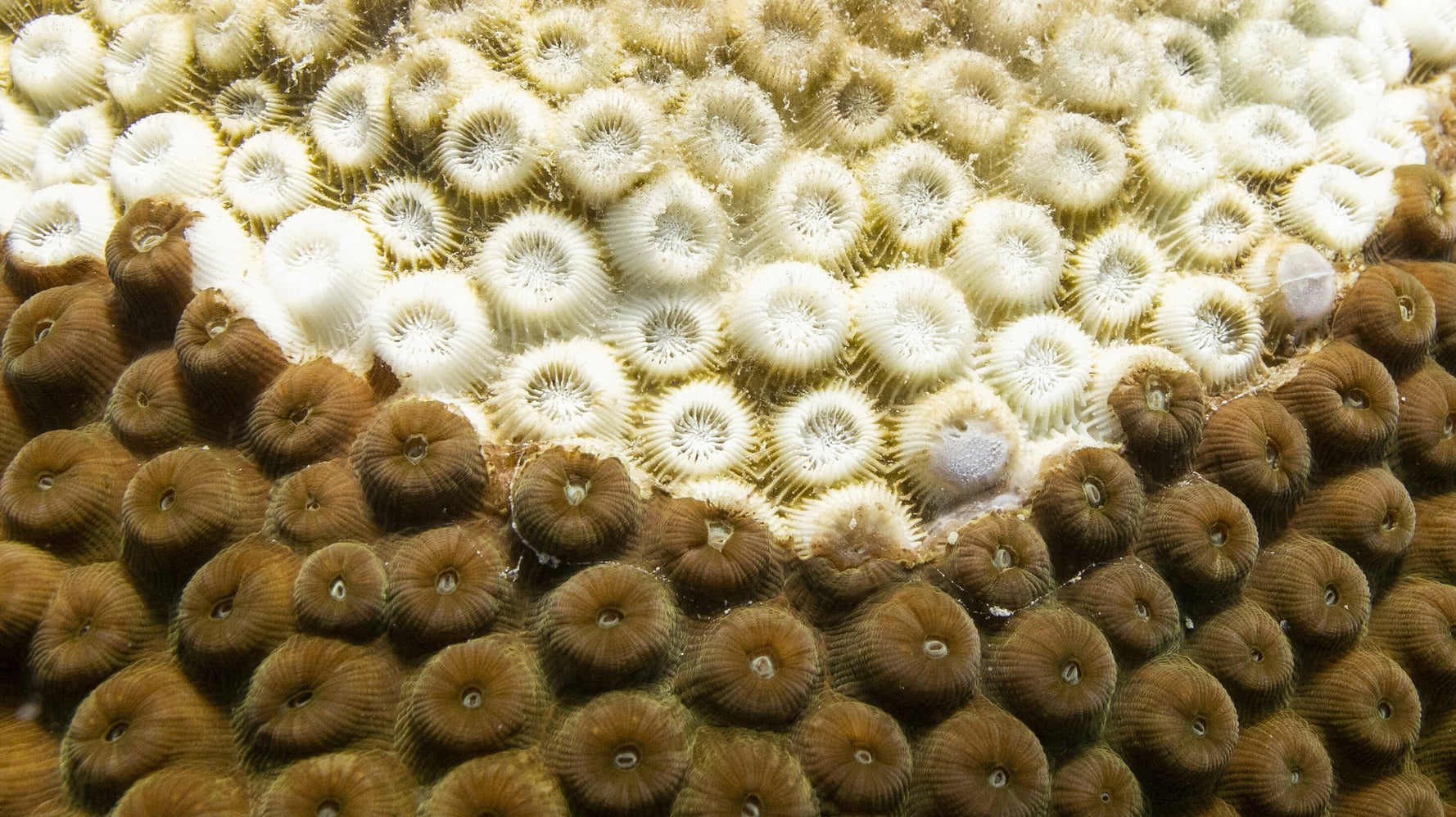 Deadly Caribbean Coral Disease Linked To Ship Wastewater